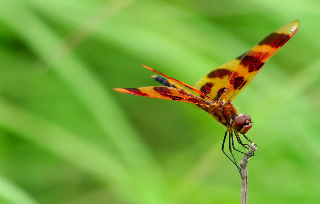 Фото обои природа, крылья, стрекоза, насекомое