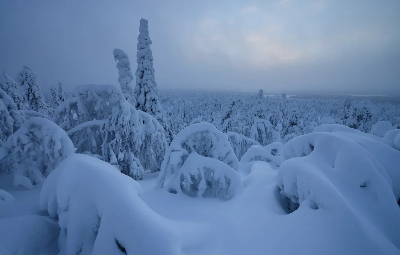 Фото обои зима, лес, снег, деревья, Рука, сугробы, Финляндия, Finland
