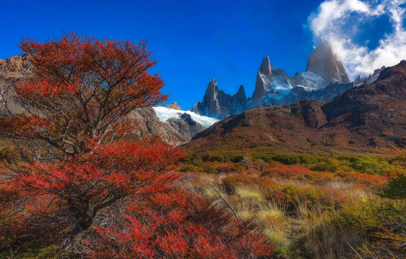 Фото обои осень, деревья, горы, вершина, пик, Аргентина, Санта-Крус