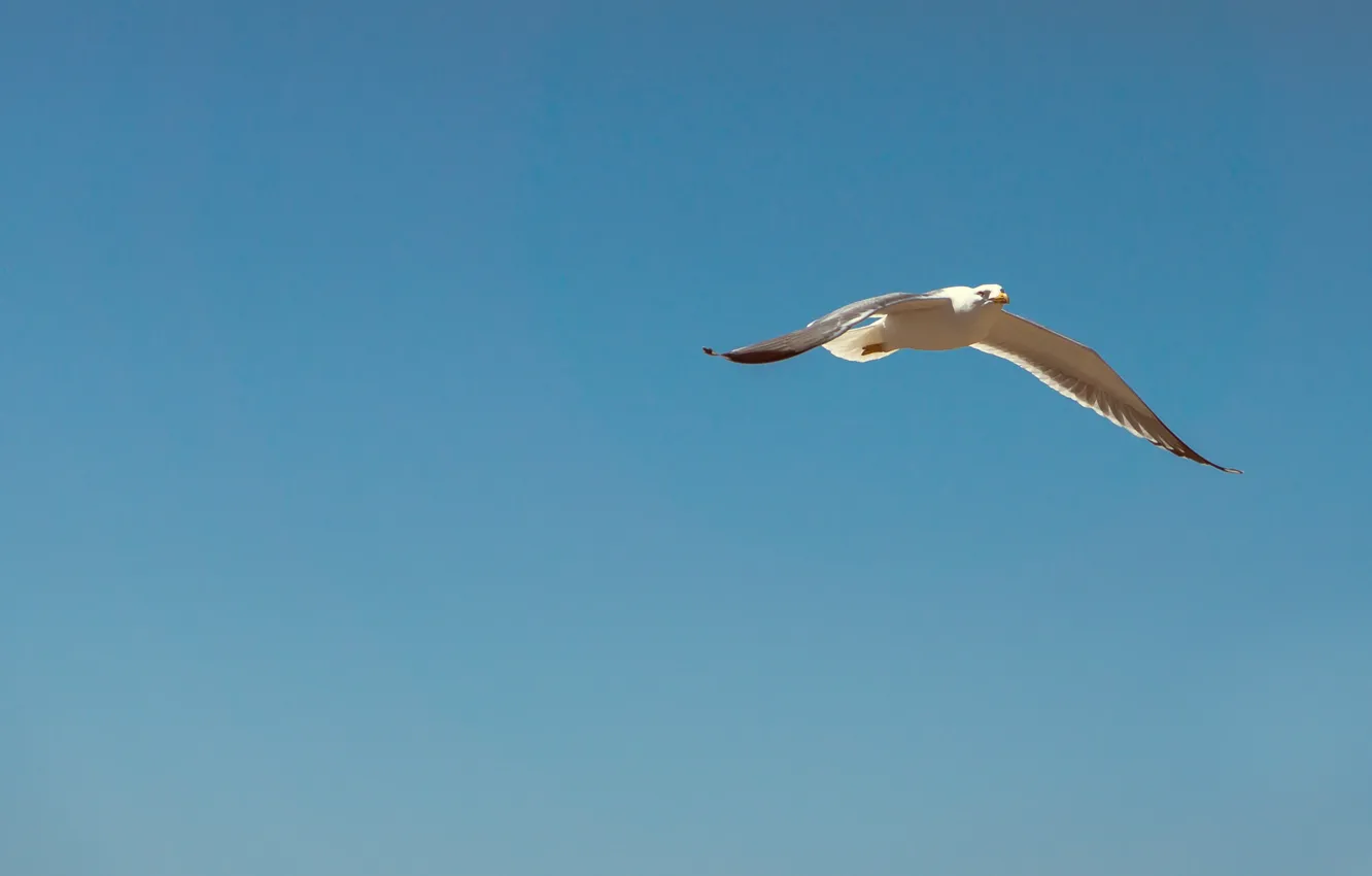 Фото обои sky, flying, blue, seagull