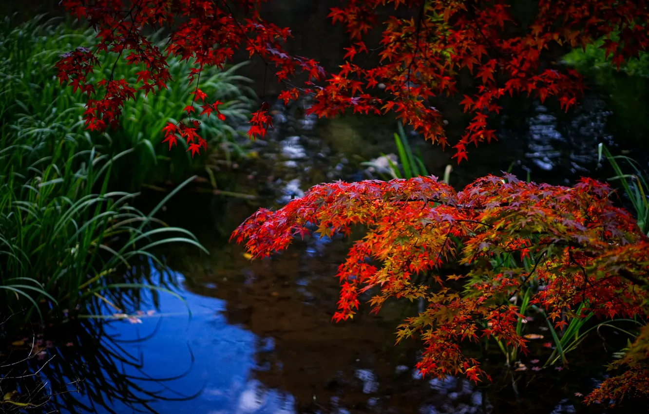 Фото обои осень, лес, трава, листья, вода, ветка