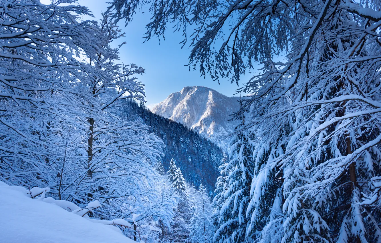 Фото обои зима, лес, снег, деревья, горы, ветки, Австрия, Альпы