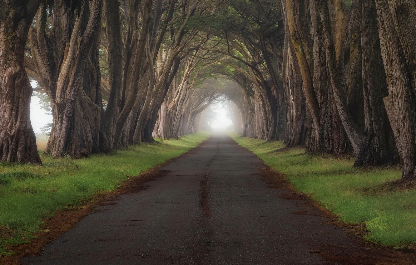Фото обои дорога, трава, деревья, туман, Калифорния, тоннель, Пойнт-Рейес