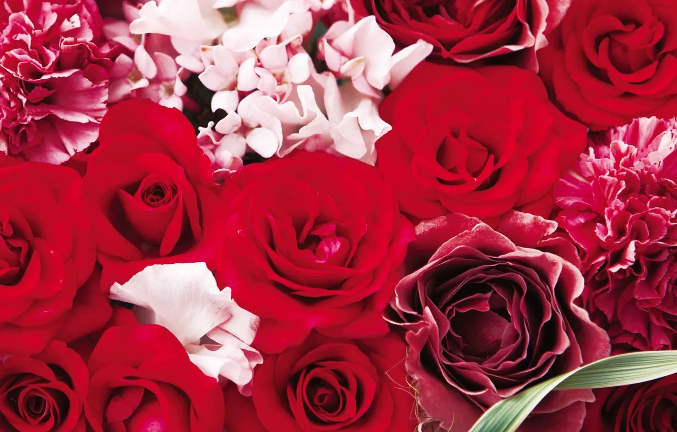 Фото обои розы, букет, красные, бутоны