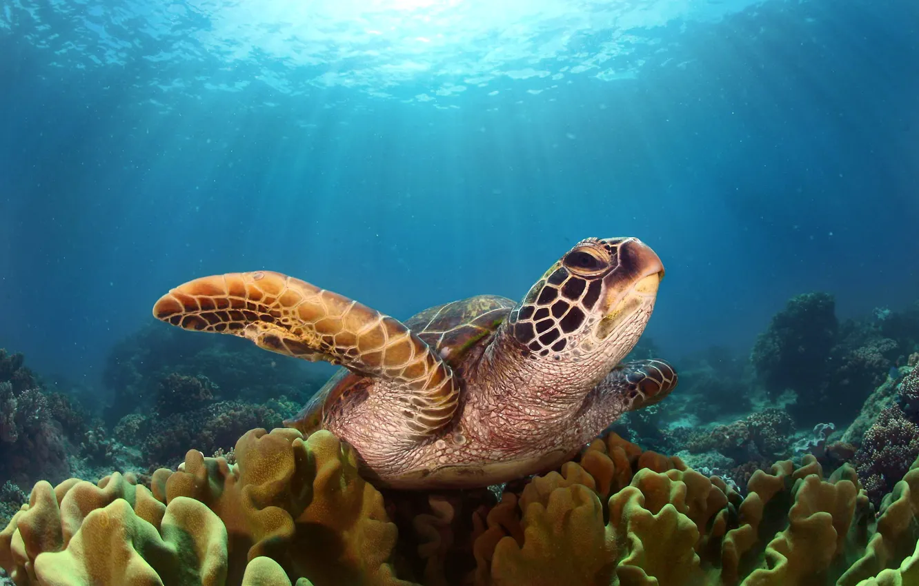 Фото обои море, свет, океан, черепаха, под водой