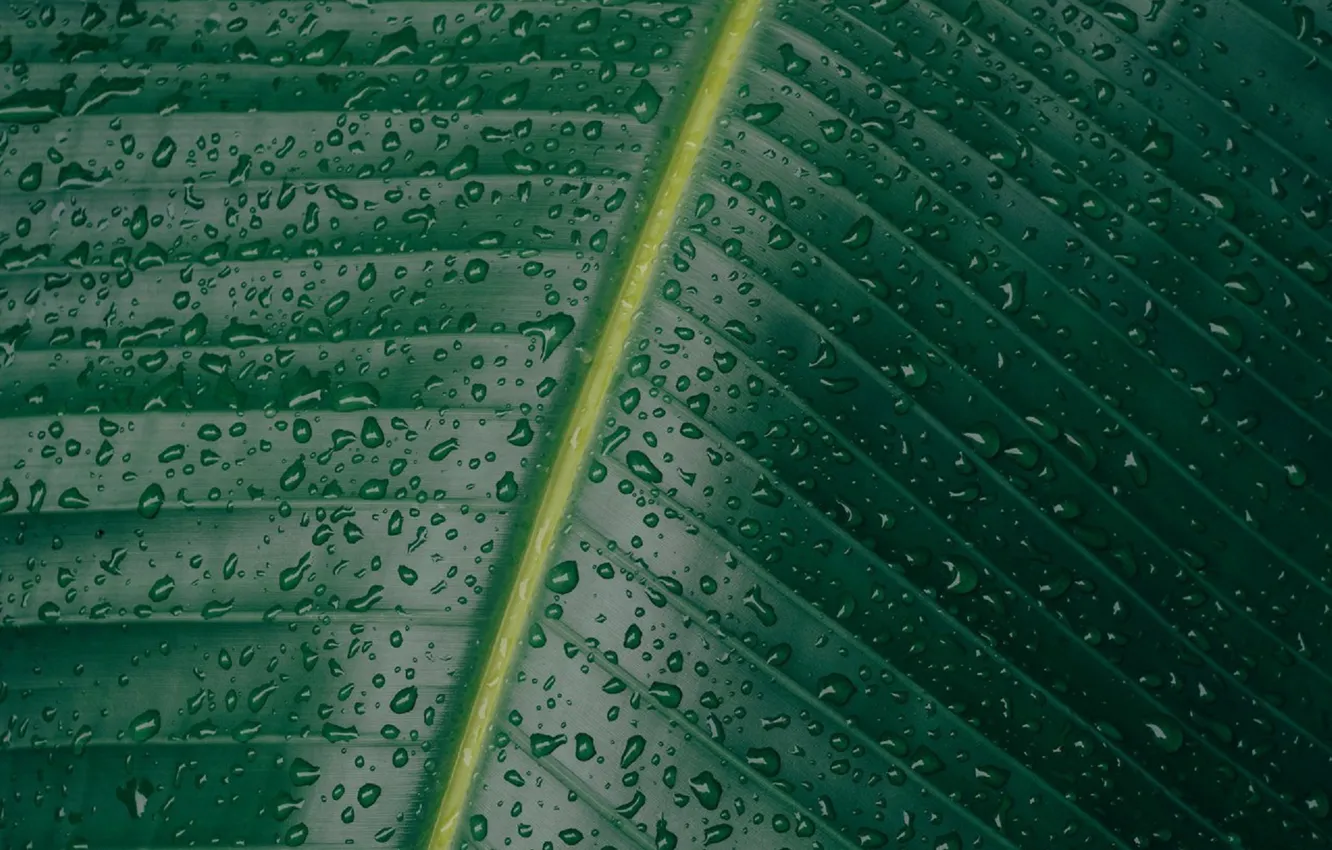 Фото обои зелень, листья, вода, капли