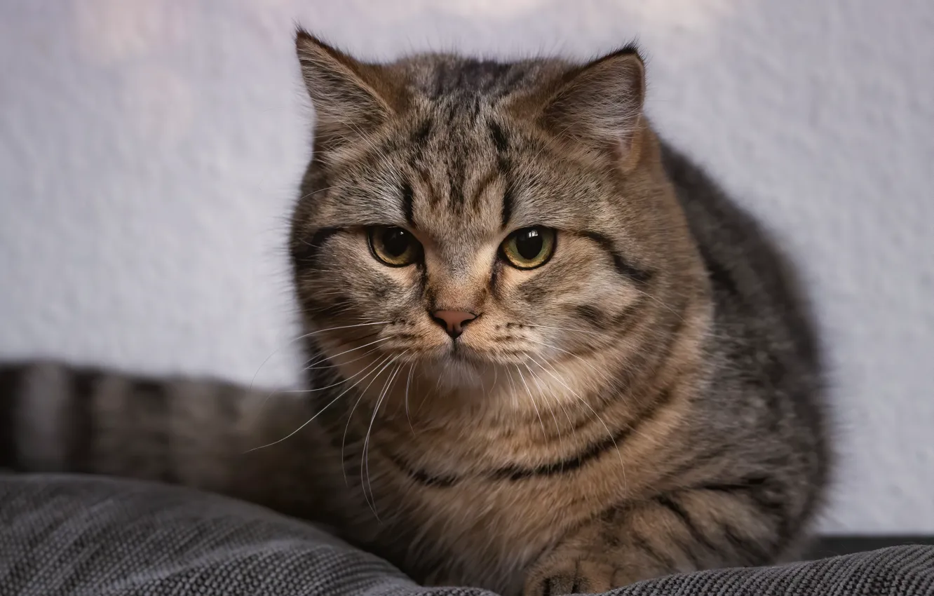 Фото обои кошка, кот, взгляд, котенок, серый, портрет, хвост, милый
