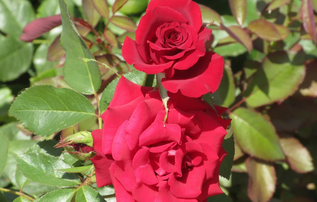 Фото обои листья, розы, пара, красные розы, Meduzanol ©, лето 2018