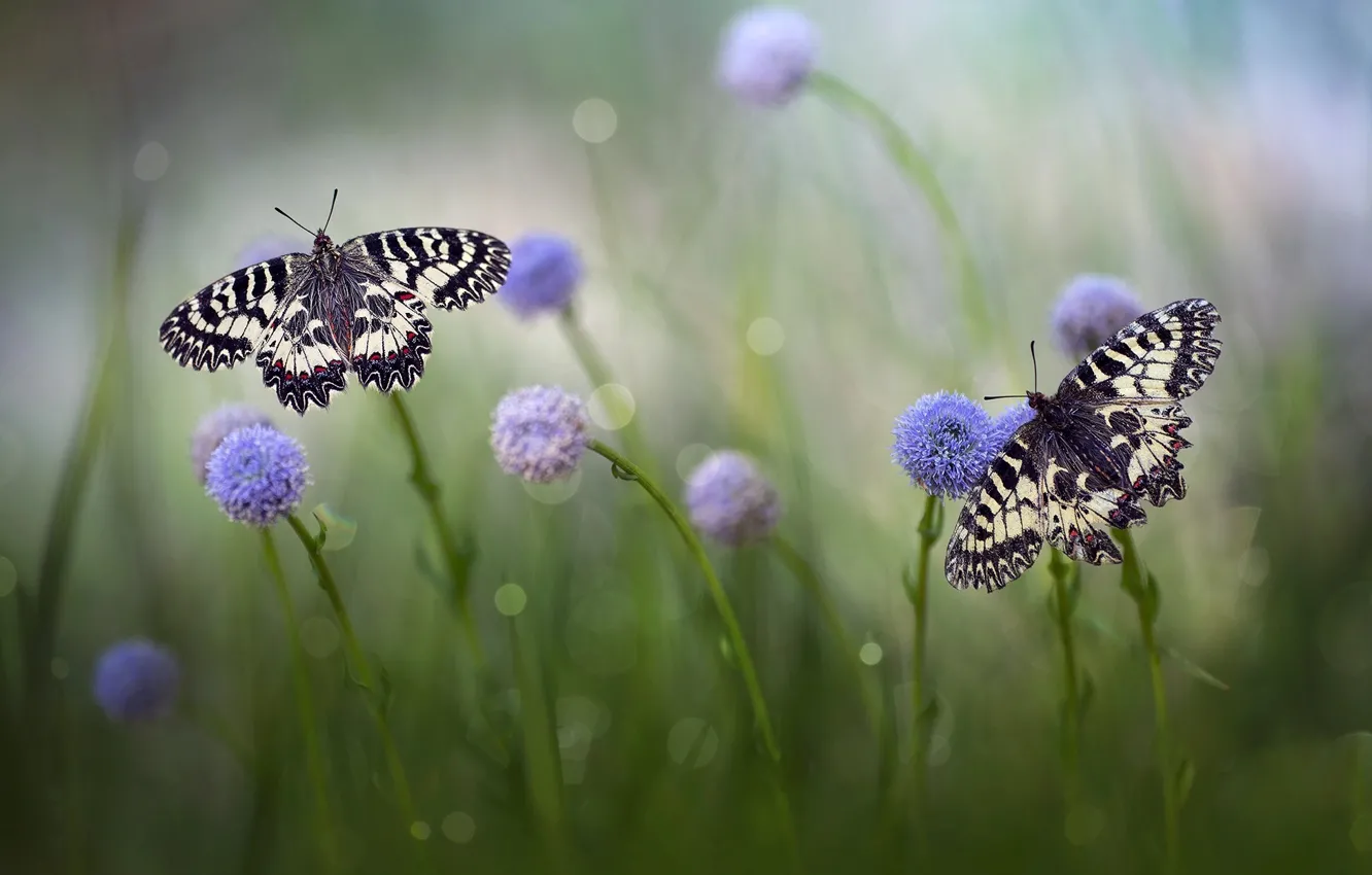 Фото обои трава, макро, бабочки, цветы, природа, пара, боке, Roberto Aldrovandi