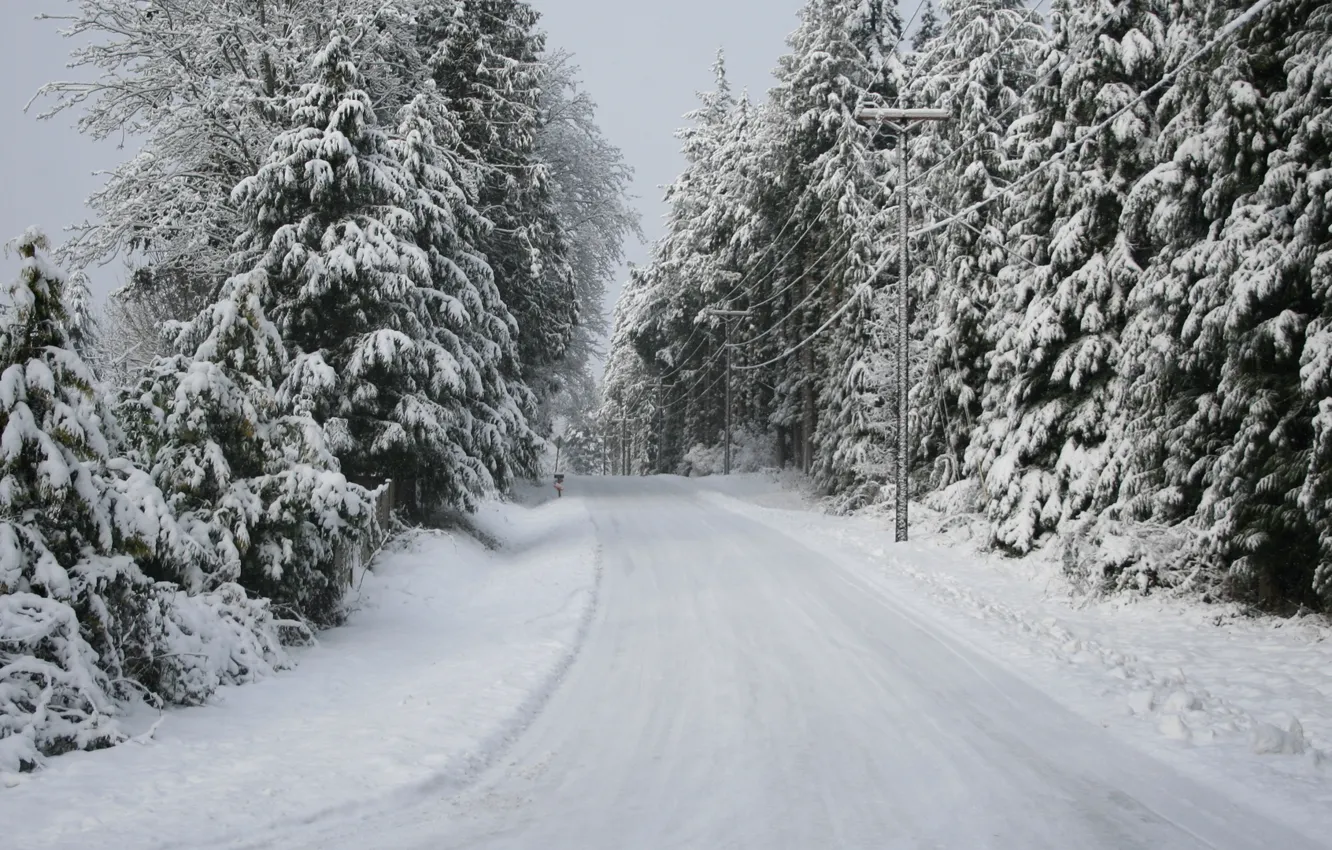 Фото обои road, trees, Snow, winter