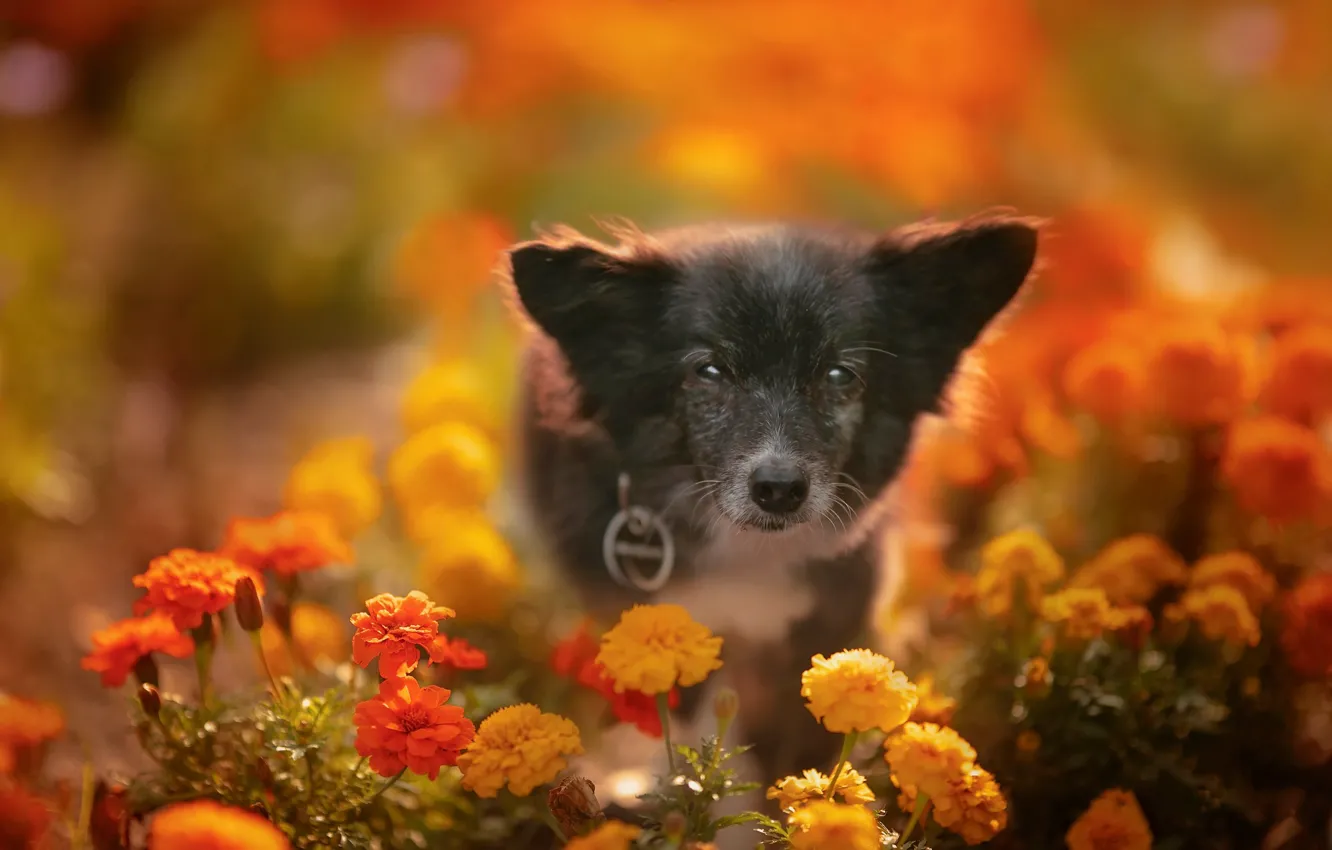 Фото обои взгляд, цветы, собака, мордашка, боке, пёсик, бархатцы