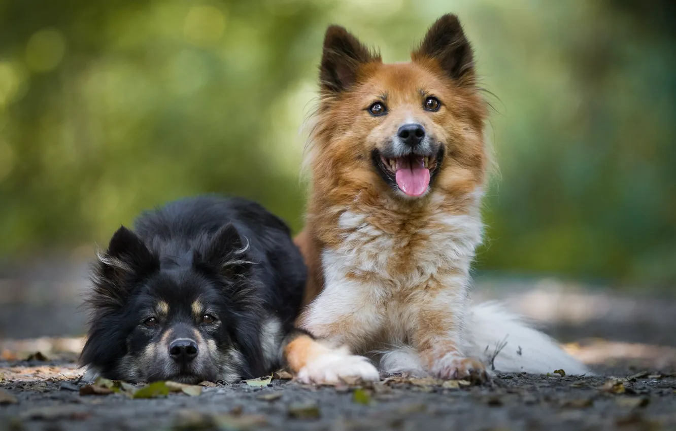 Фото обои язык, собаки, листья, фон, щенки, пара, порода, лежат