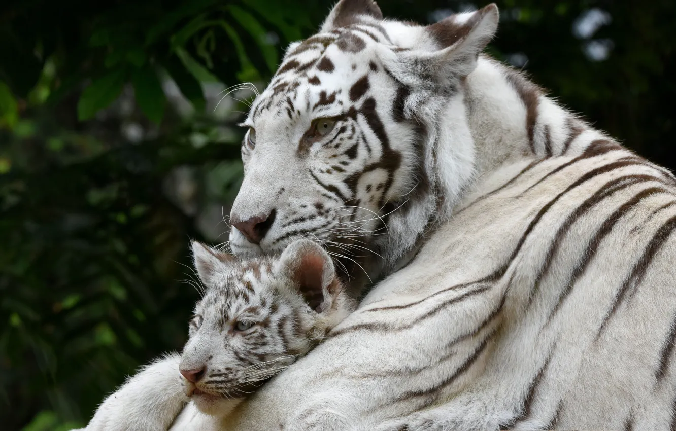 Фото обои белый, тигр, малыш, мама