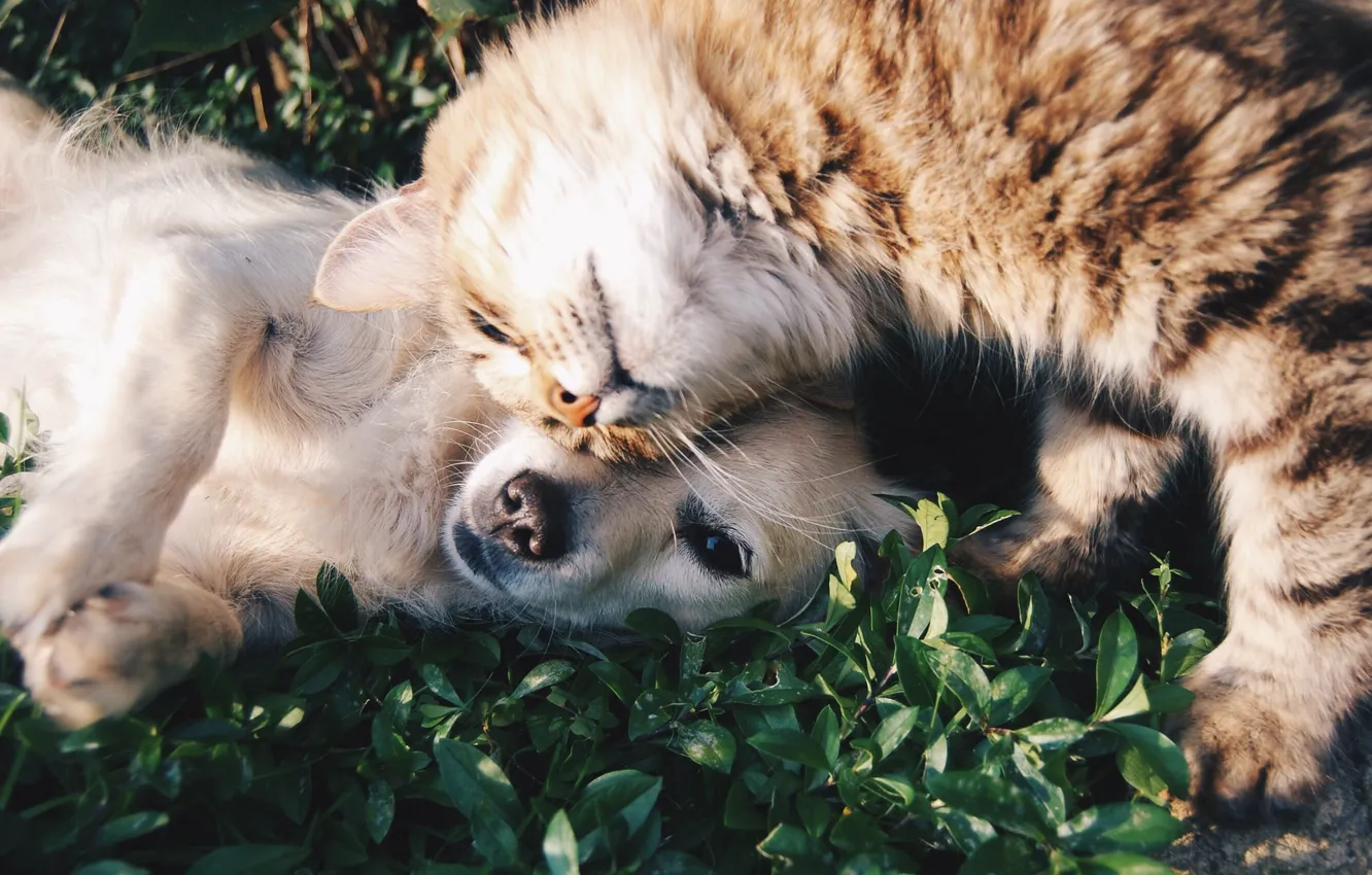 Фото обои кошка, животные, кот, листья, природа, игра, собака, парочка