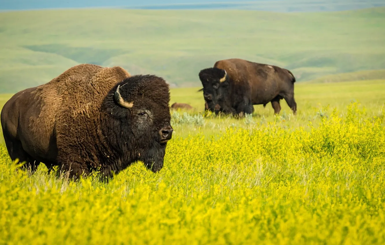Фото обои field, animals, land, plant, mammal, bison, animal themes, animals in the wild