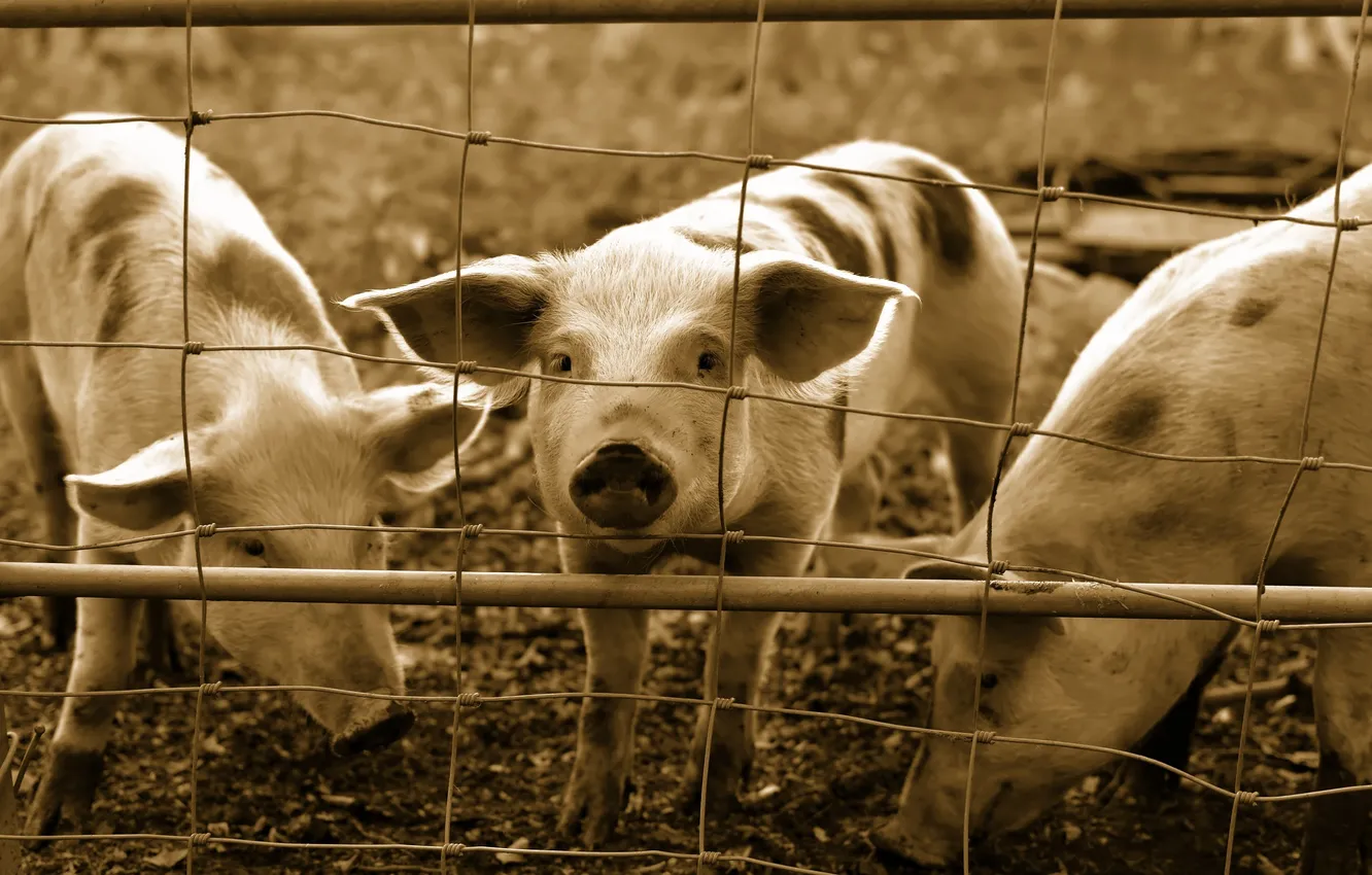 Фото обои фон, забор, свинья