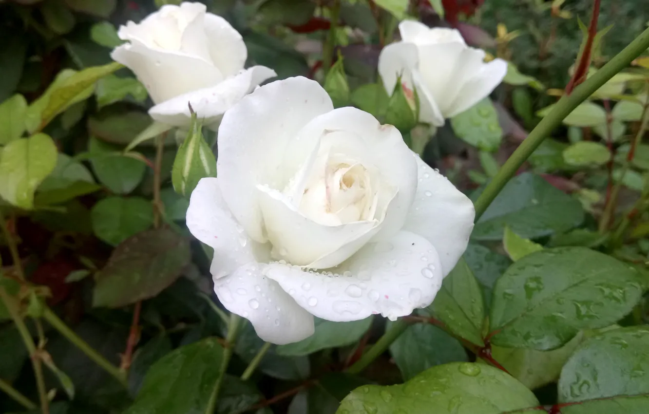 Фото обои Цветы, Розы, Белые