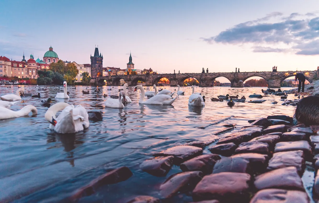 Фото обои мост, Прага, лебеди, Prague, Charles Bridge