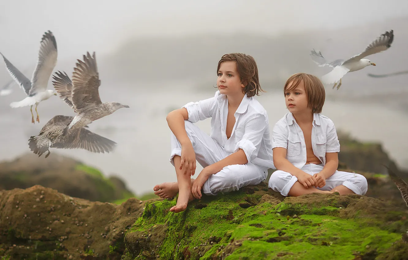 Фото обои птицы, природа, дети, туман, камни, чайки, мох, мальчики