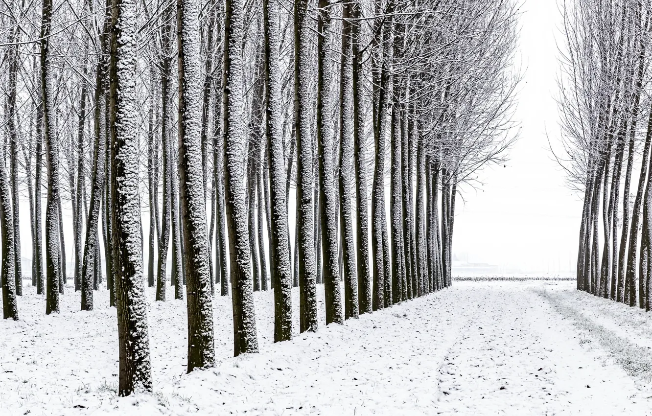 Фото обои лес, снег, деревья