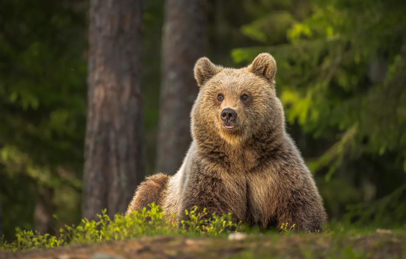 Фото обои лес, медведь, медведица