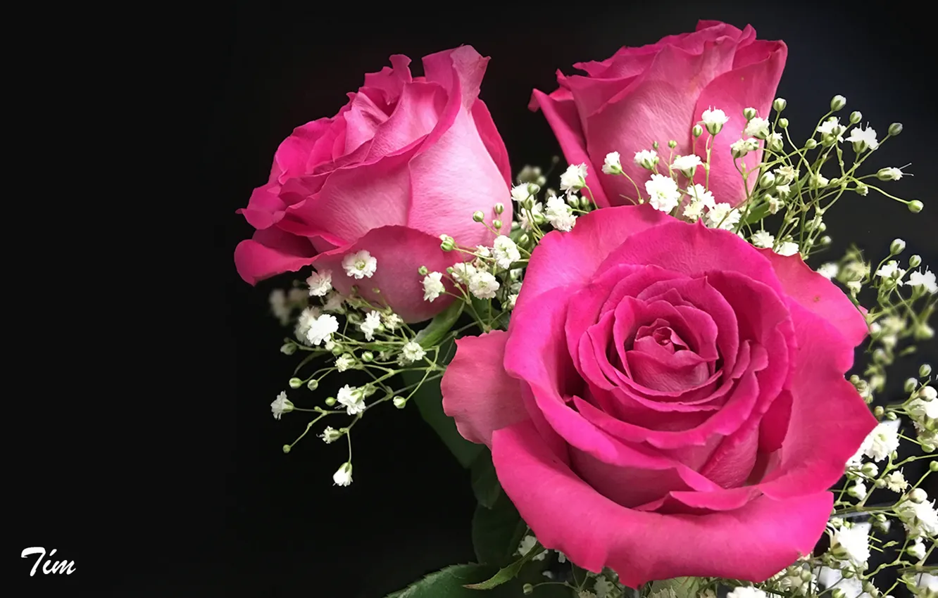 Фото обои розы, букет, бутоны, гипсофила