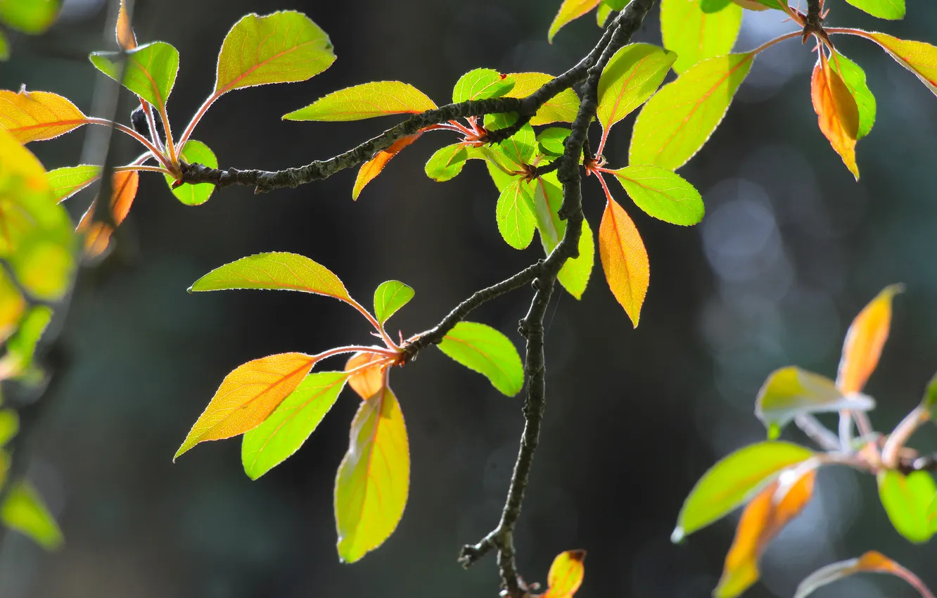 Фото обои spring, leaf, twig
