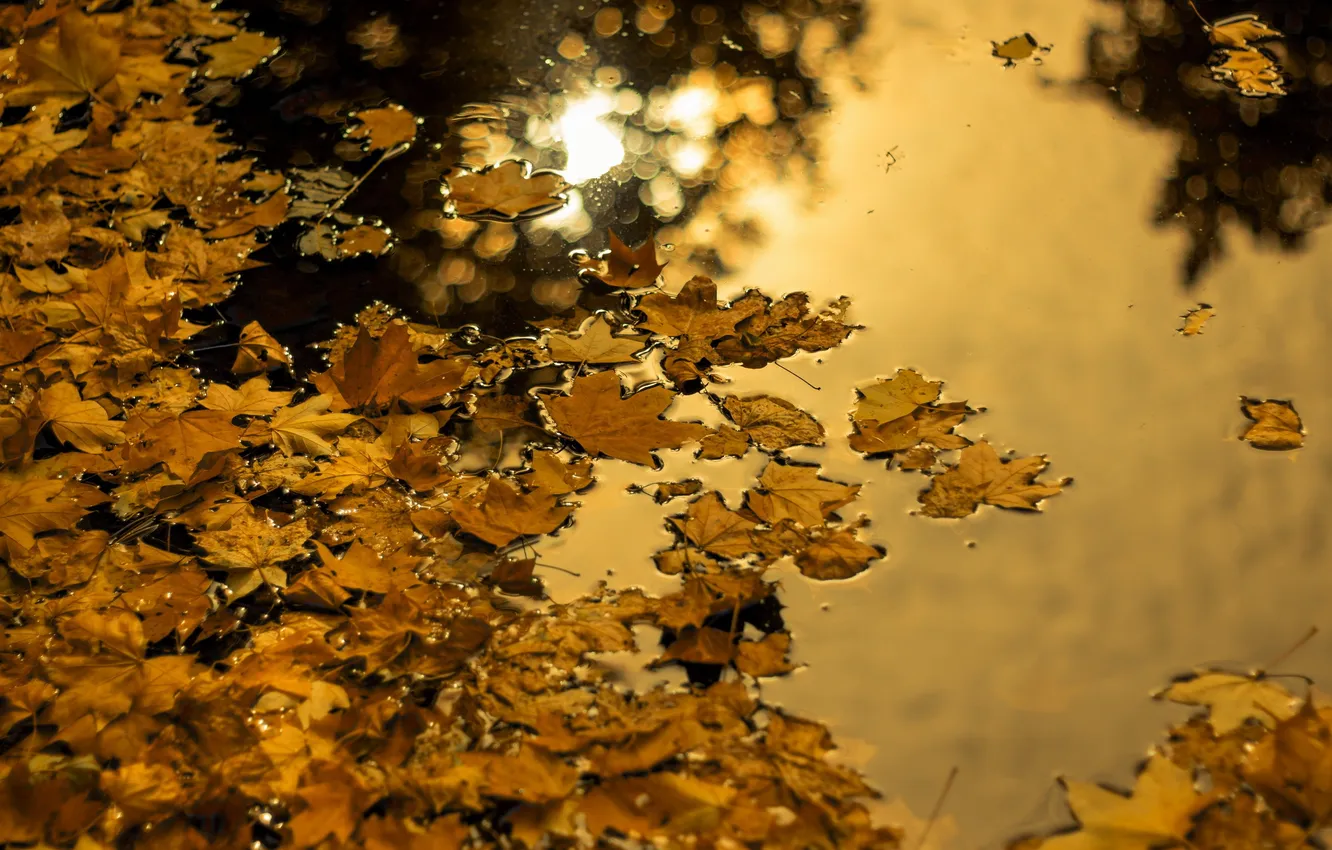 Фото обои осень, листья, вода, природа