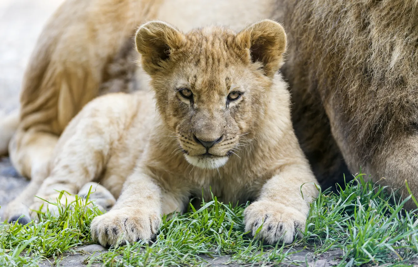 Фото обои трава, взгляд, детёныш, котёнок, львёнок, ©Tambako The Jaguar