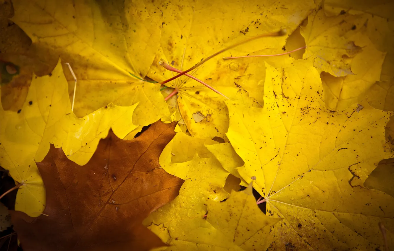 Фото обои осень, листья, жёлтый, клён