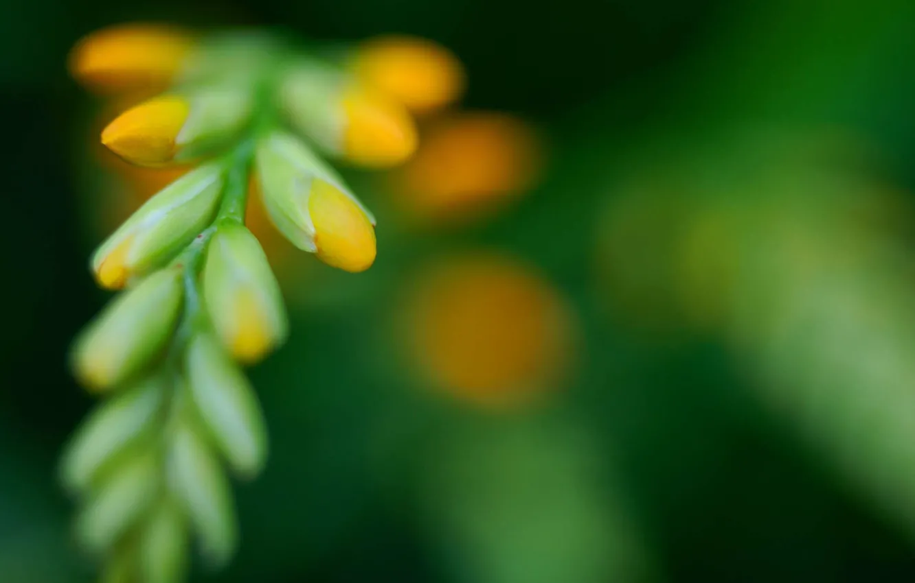 Фото обои зелень, цветок, Crocosmia