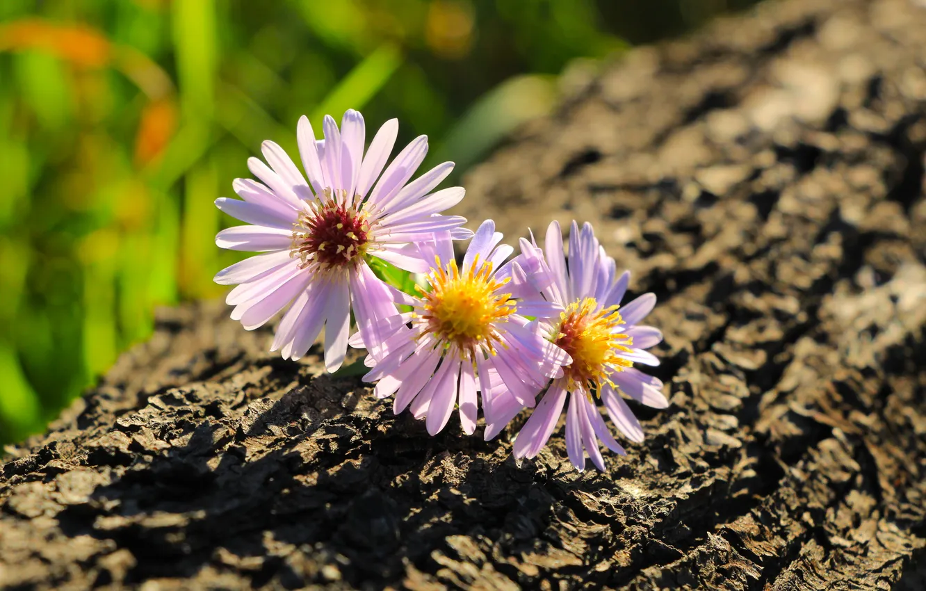 Фото обои flower, trunk, asters