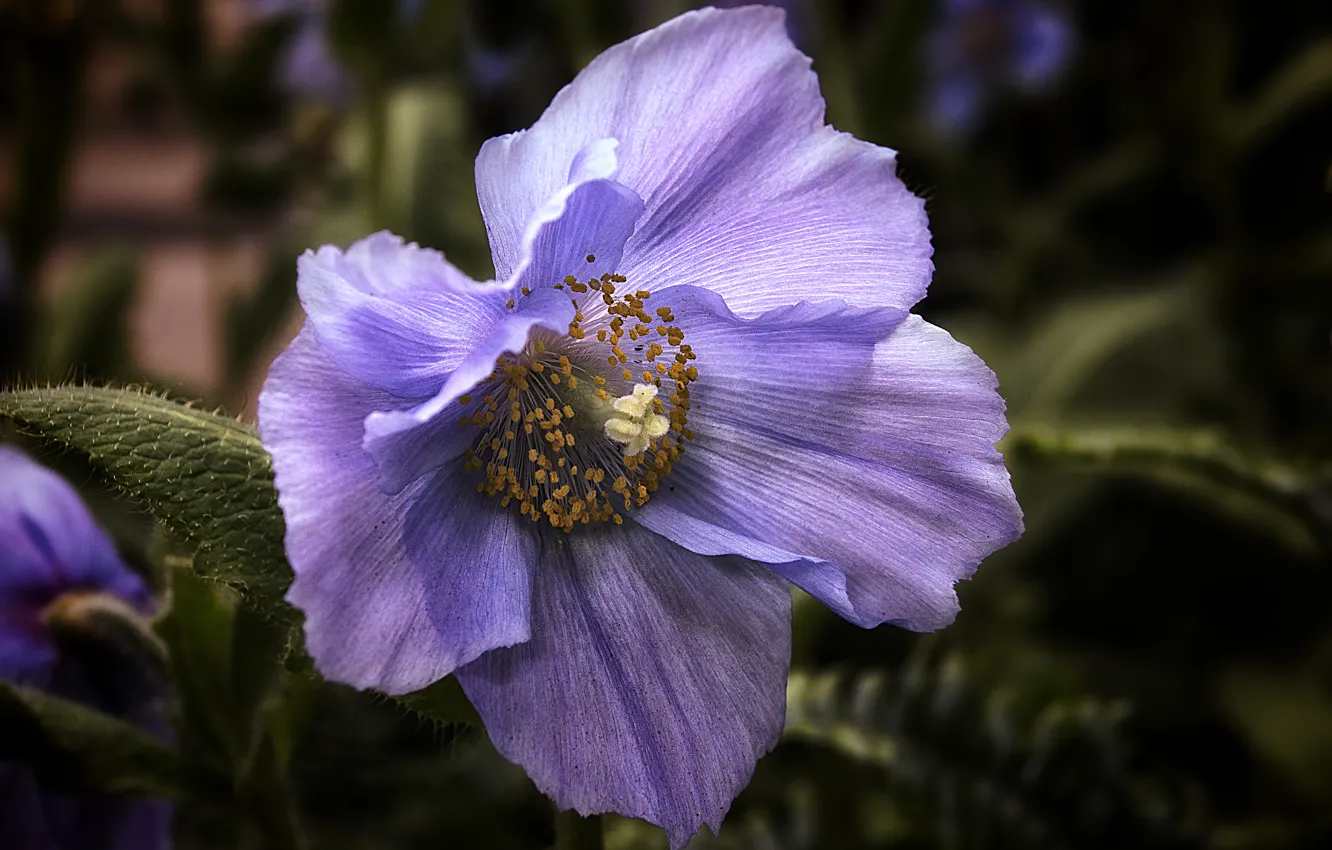 Фото обои цветок, голубой, мак, Гималайский