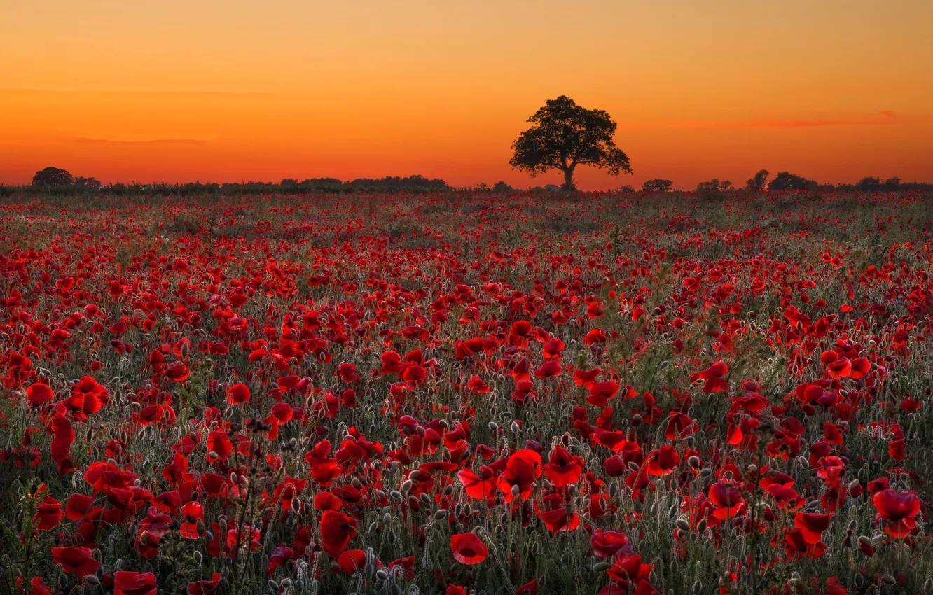 Фото обои поле, деревья, цветы, маки, маковое поле