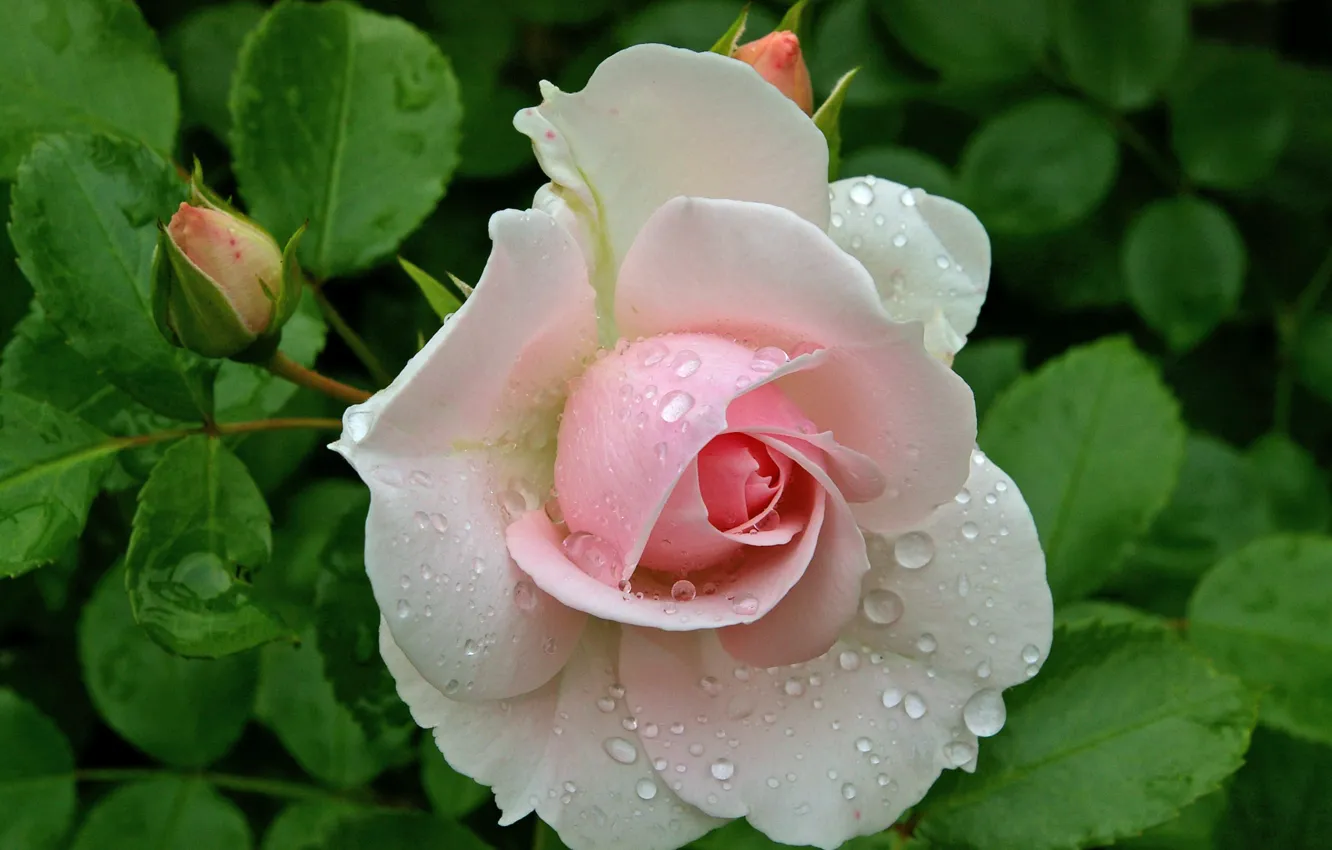 Фото обои капли, роса, роза, бутон розы