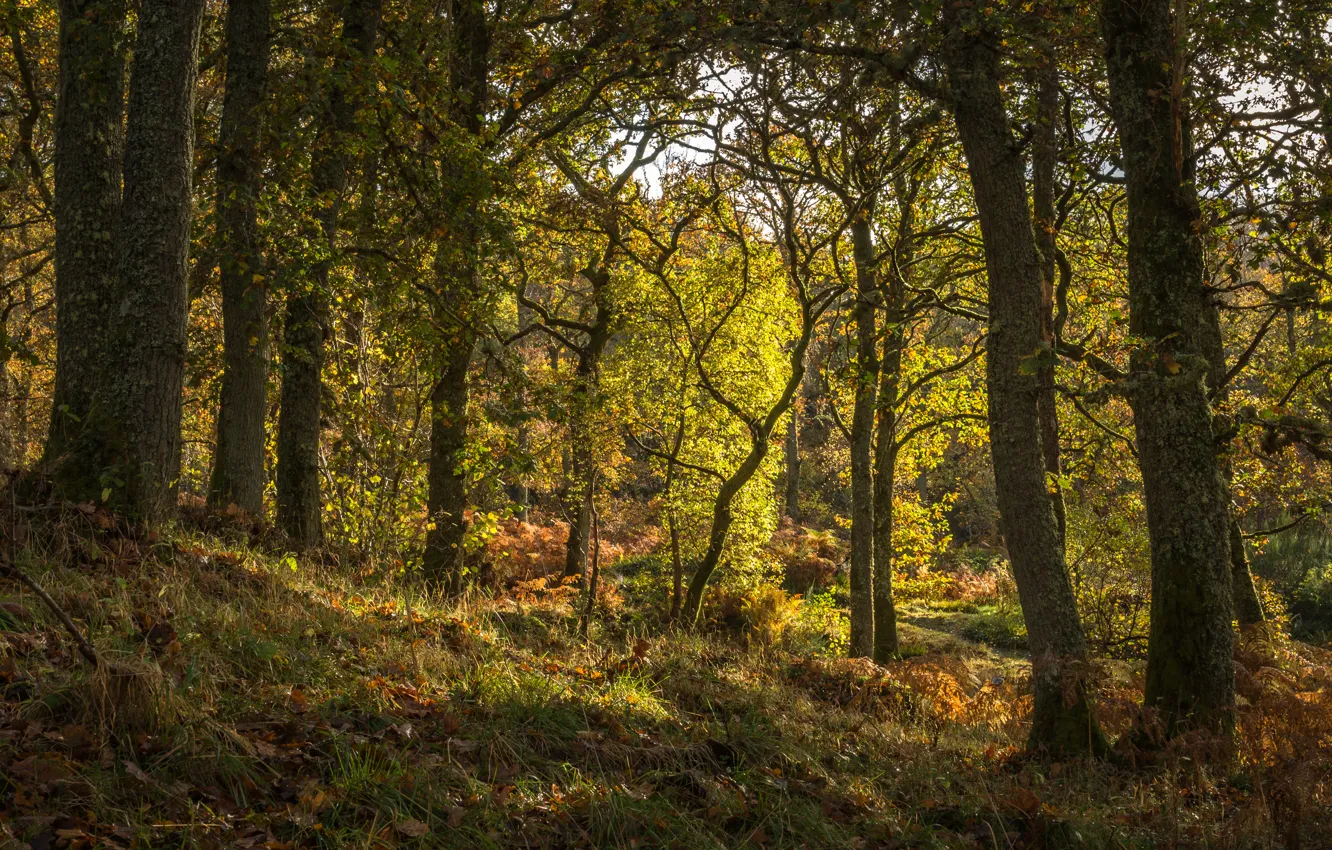 Фото обои лес, трава, деревья, Шотландия, Pitlochry