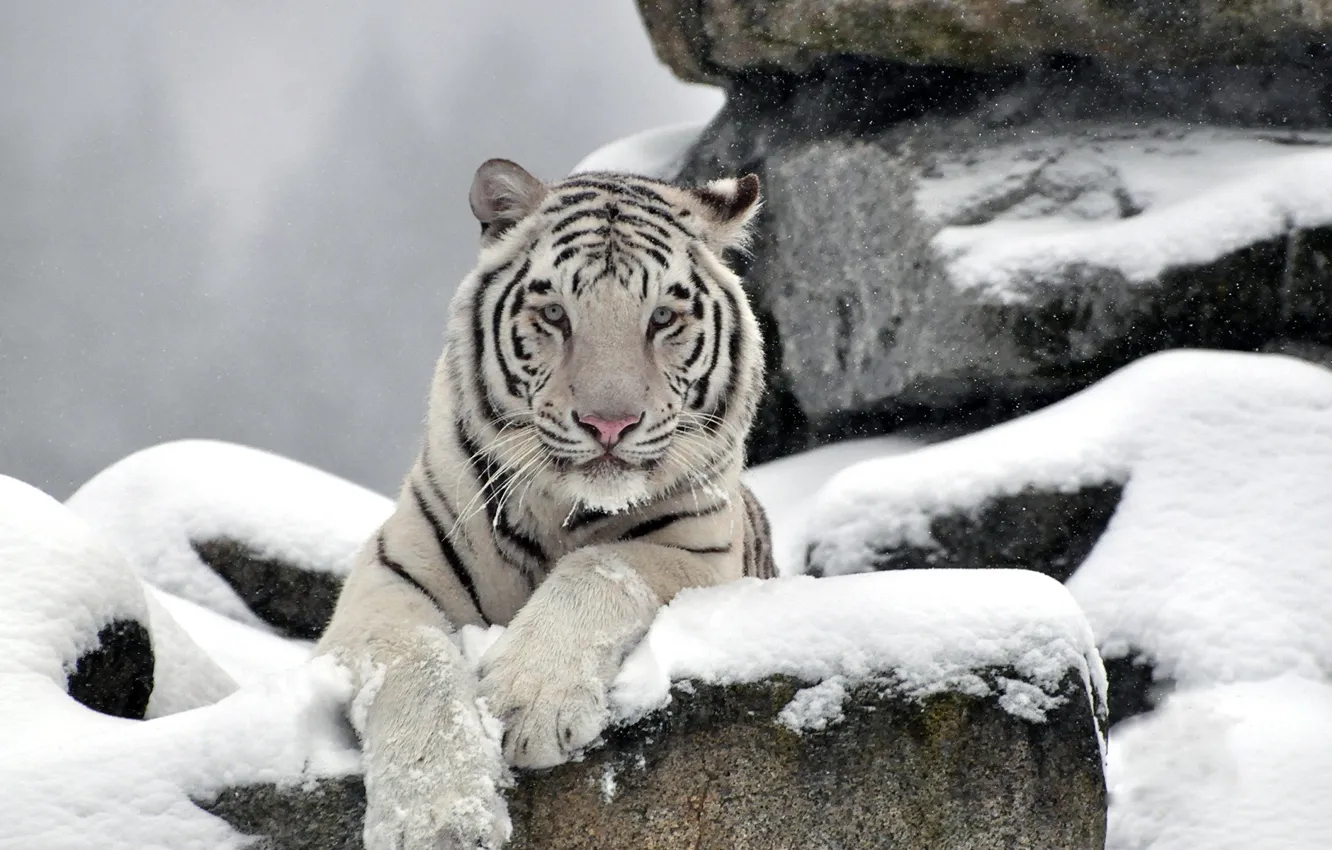 Фото обои белый, морда, снег, тигр, камни, хищник, waite tiger