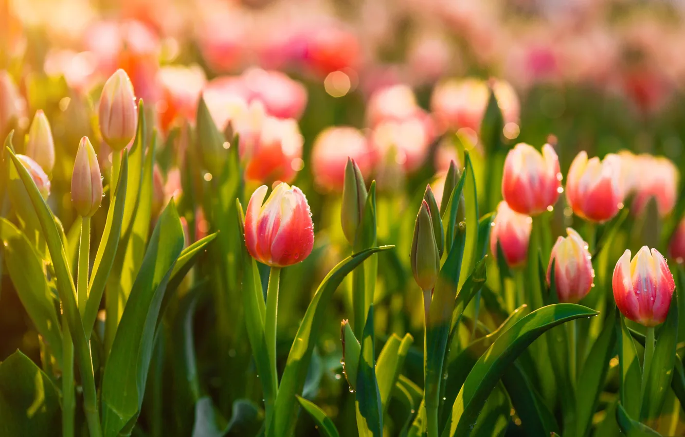 Фото обои весна, луг, тюльпаны