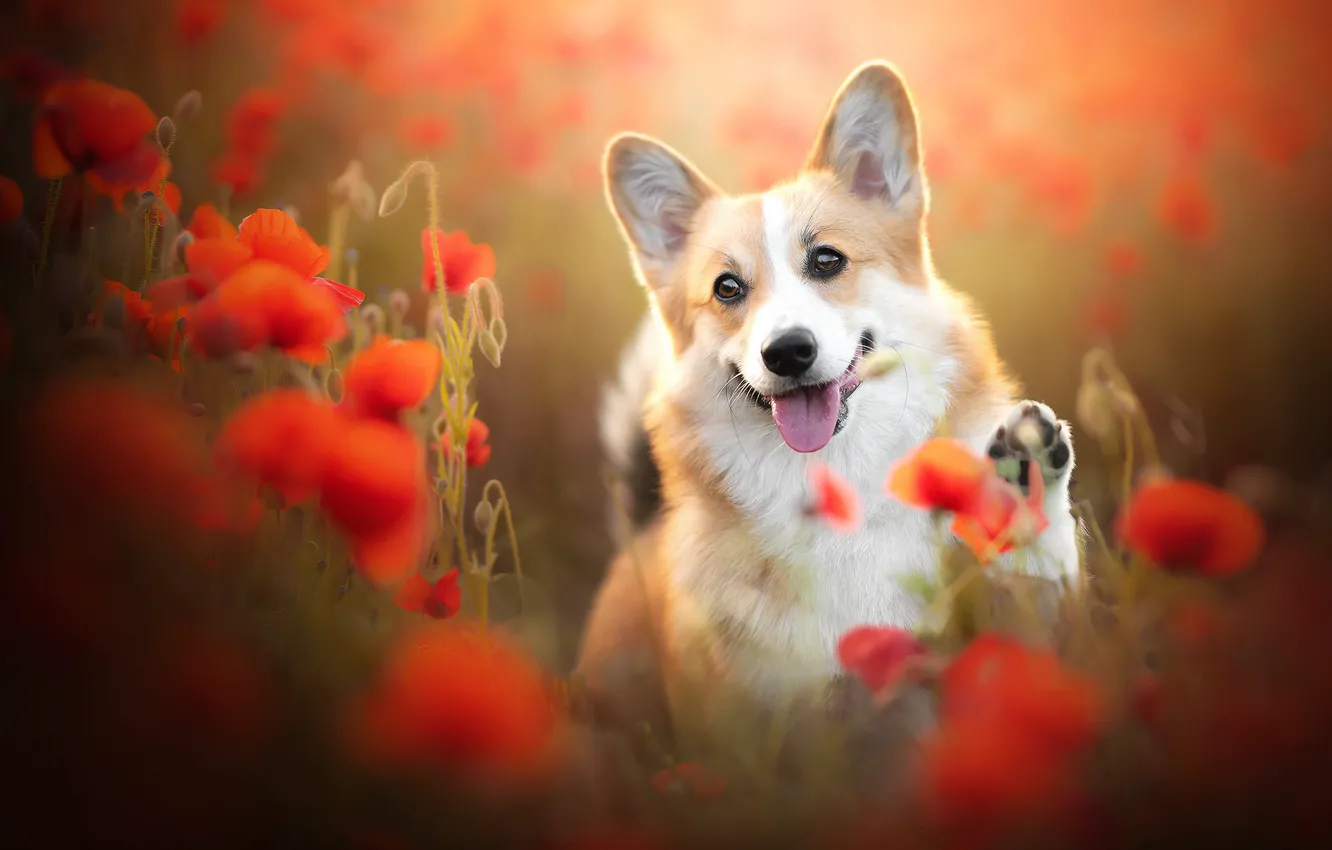 Фото обои язык, цветы, маки, собака, мордашка, боке, пёсик, лапка
