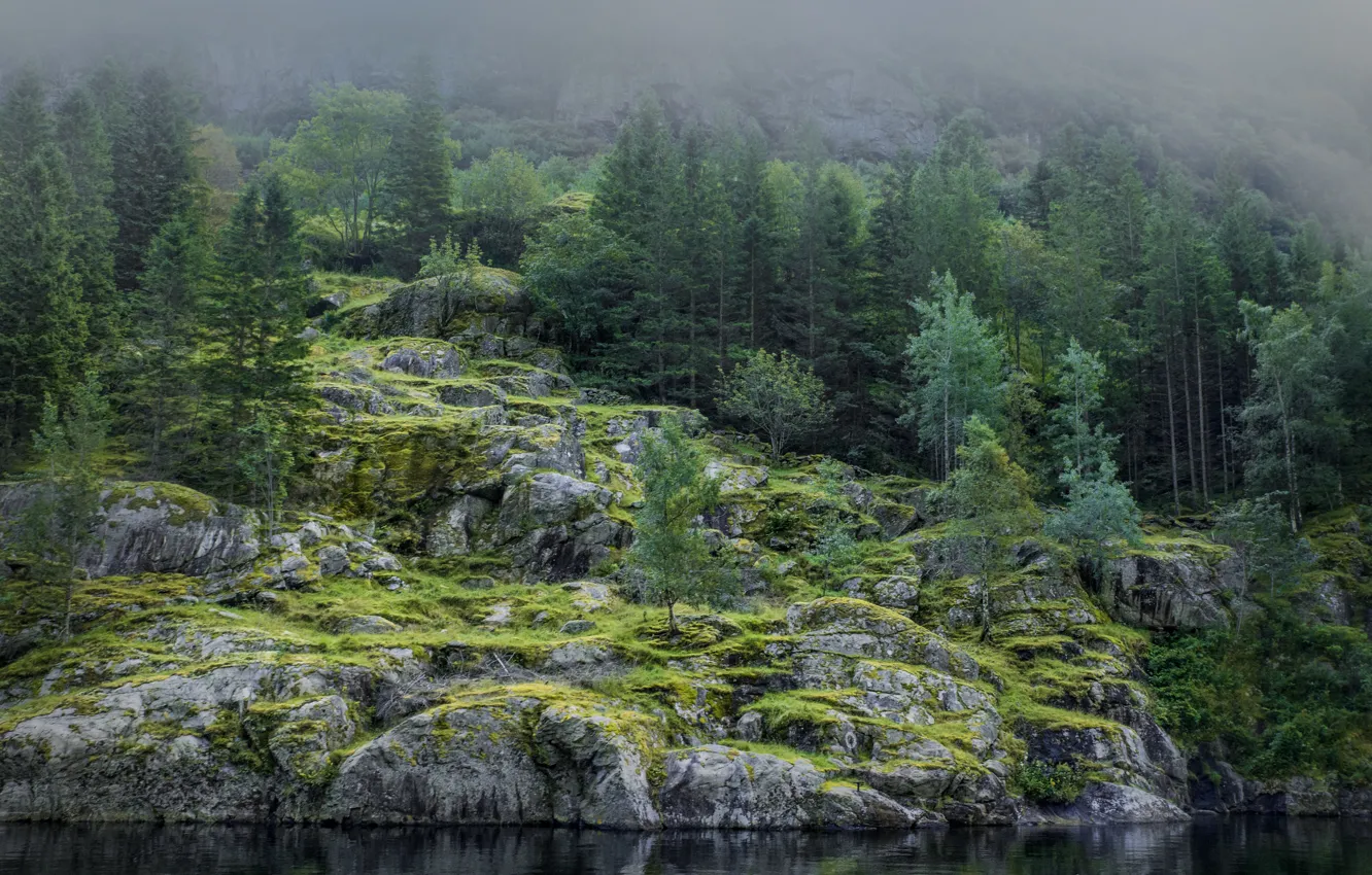 Фото обои лес, лето, вода, деревья, природа, туман, камни, дерево