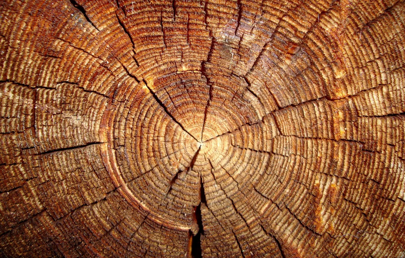 Фото обои wood, trunk, veins