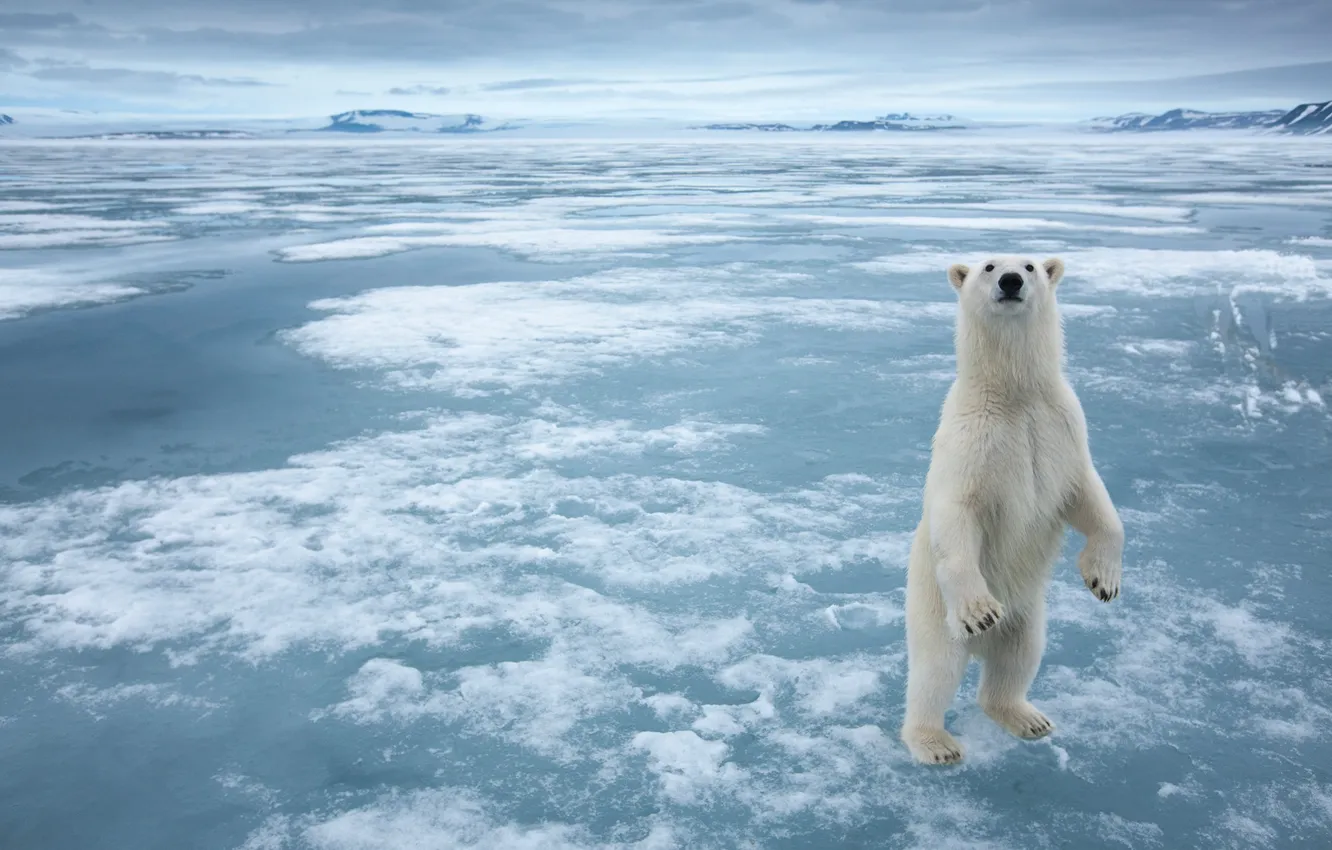 Фото обои лед, арктика, белый мишка