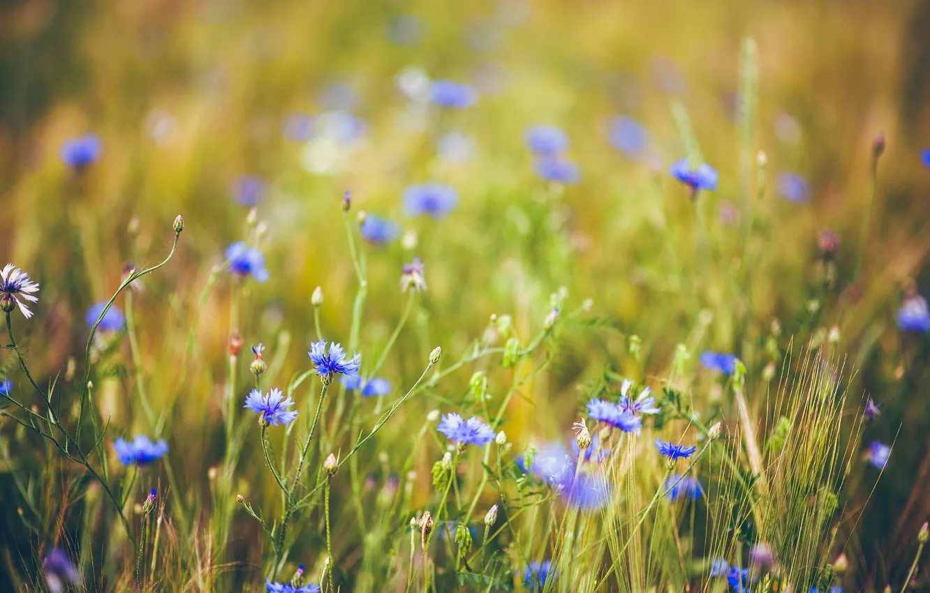 Фото обои трава, цветы, природа, нежность, размытость