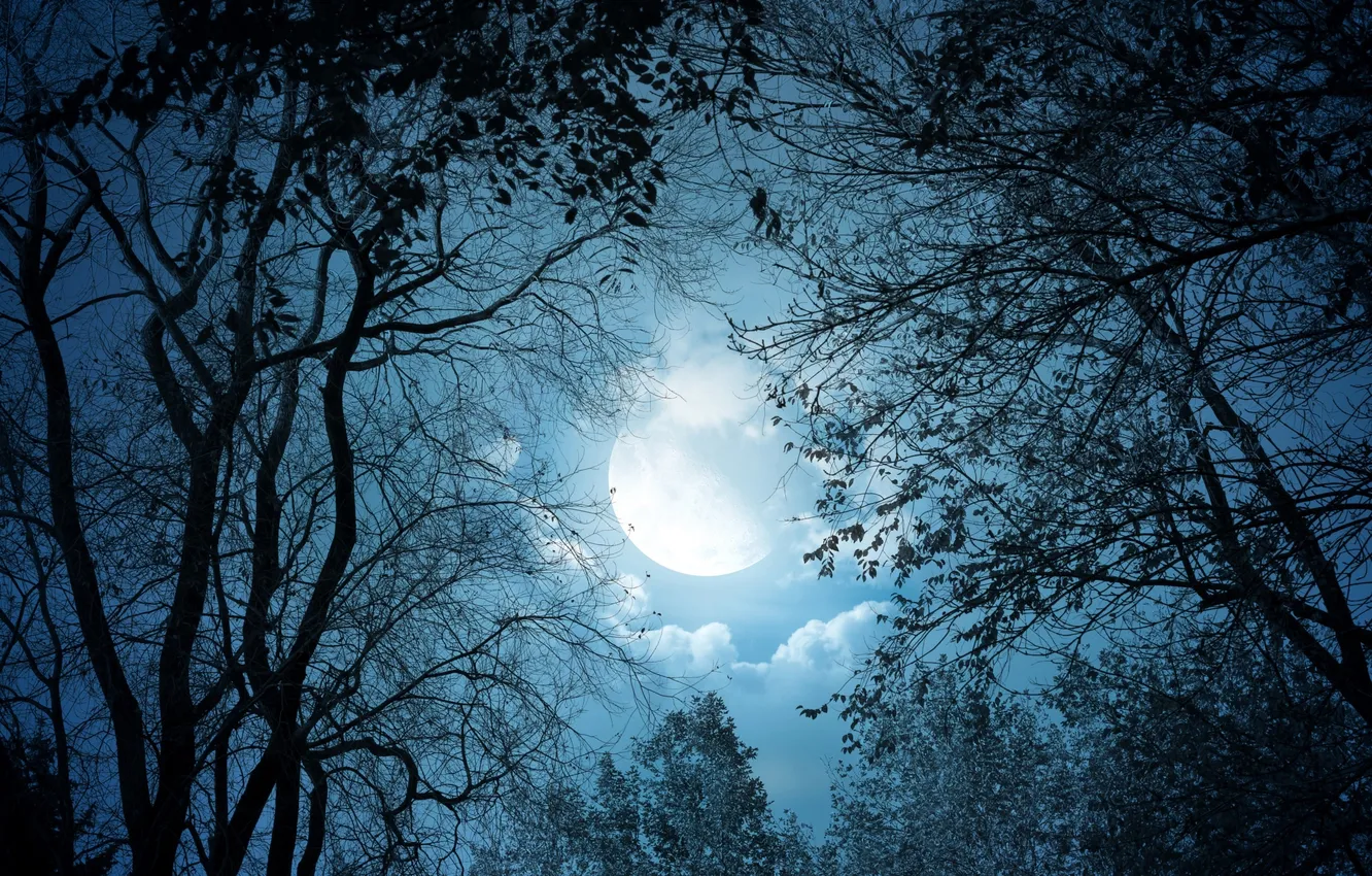 Фото обои лес, небо, облака, деревья, ночь, ветки, луна, силуэты