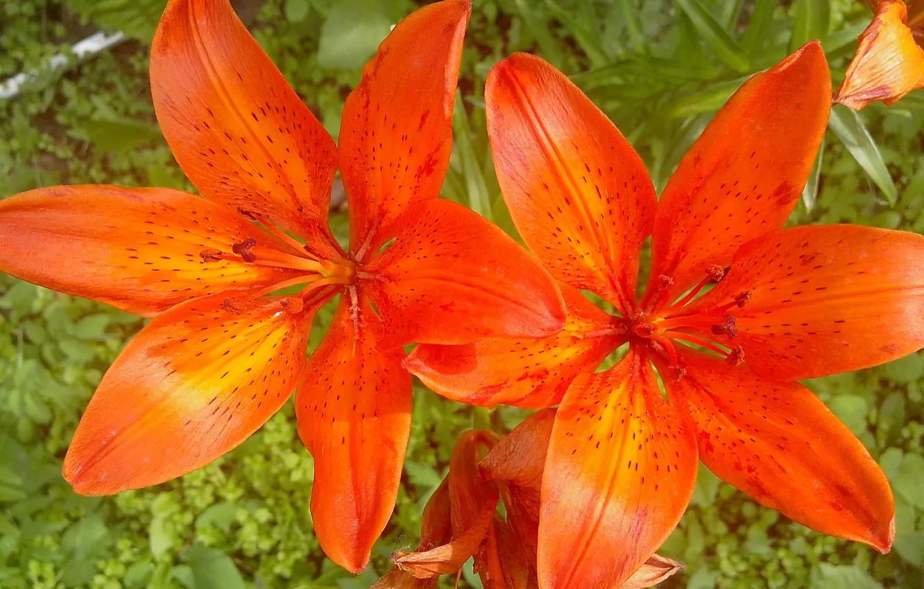 Фото обои цветы, оранжевый, лилия