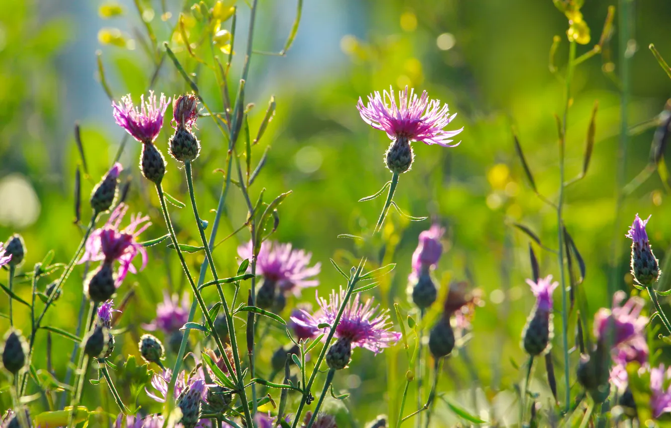 Фото обои flower, meadow, blooming