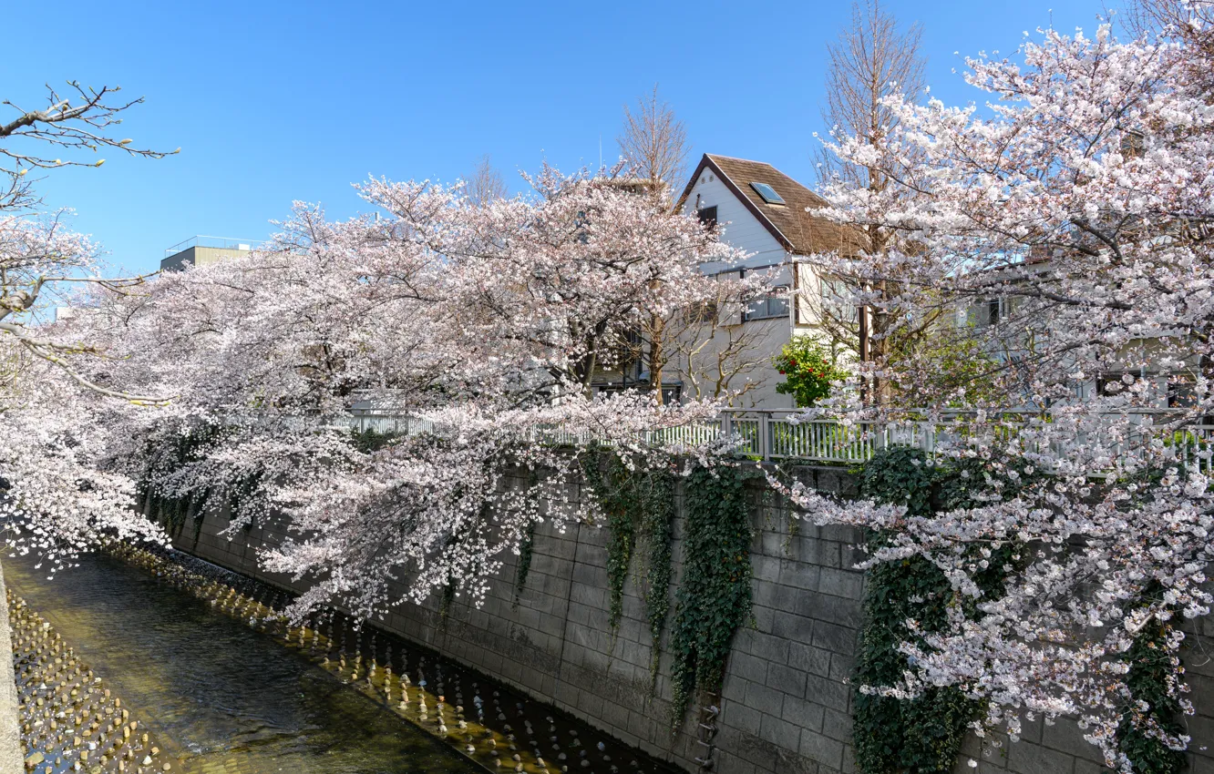 Фото обои Природа, Дома, Город, Весна, Деревья, Река, Япония, Канал
