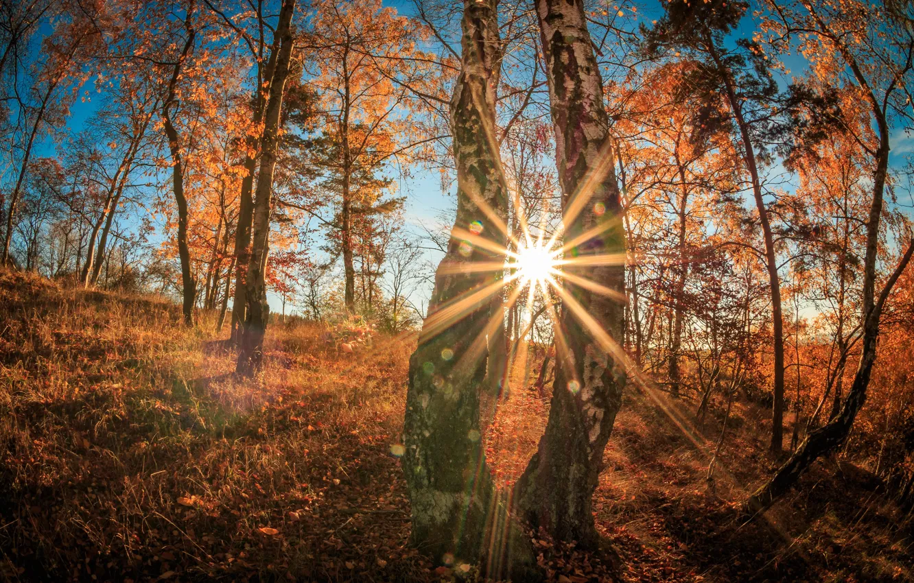 Фото обои осень, лес, небо, солнце, лучи, свет, деревья, блики
