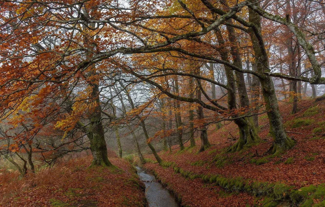 Фото обои осень, лес, деревья, ветки, природа, туман, ручей, листва
