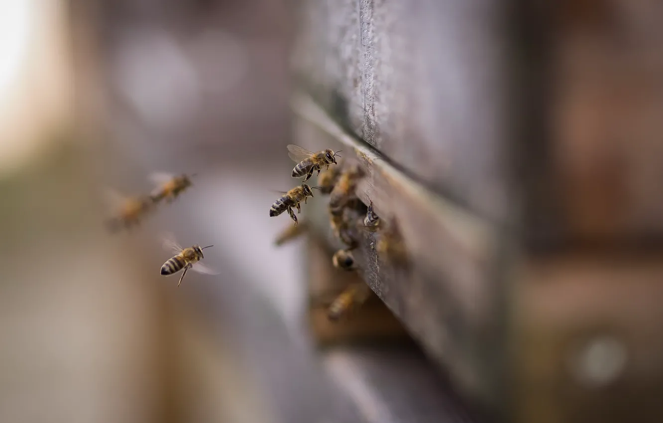 Фото обои природа, улей, пчёлы